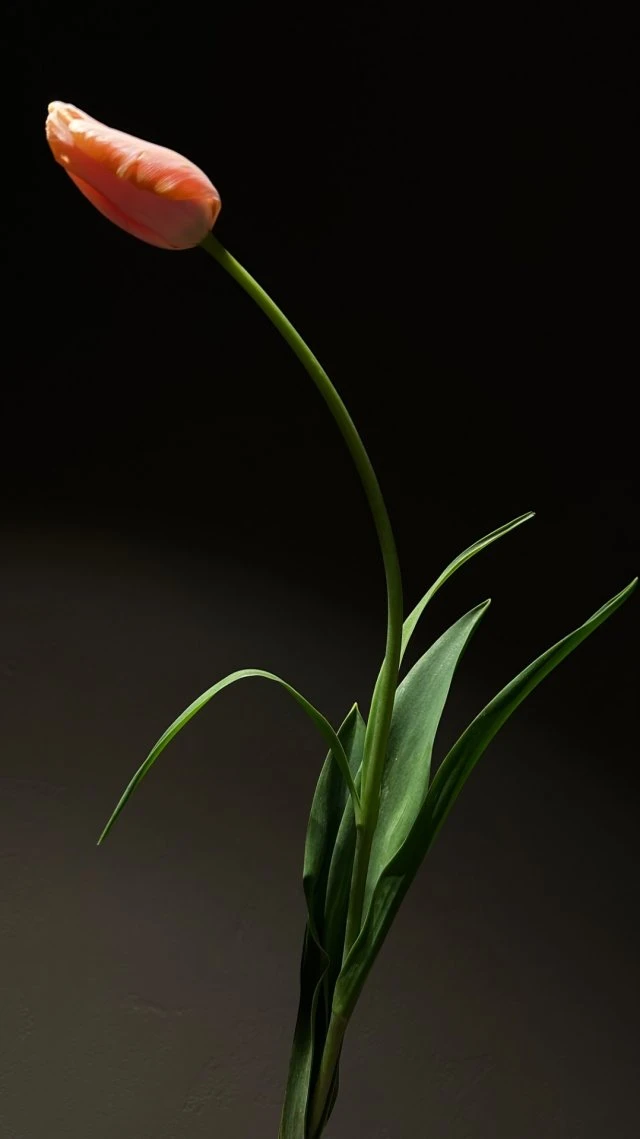 PAVLÍNA design
